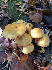 Pholiota malicola