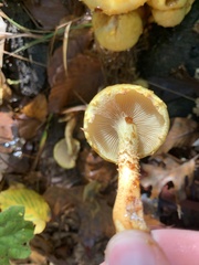 Pholiota malicola