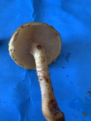 Pholiota malicola