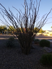 Fouquieria splendens