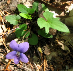Viola septemloba