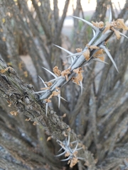 Fouquieria splendens