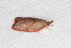 Enchocrates glaucopis