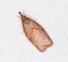 Enchocrates glaucopis