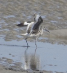 Tringa semipalmata semipalmata