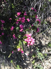 Boronia serrulata