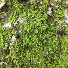 Rauiella scita