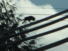 Corvus brachyrhynchos caurinus