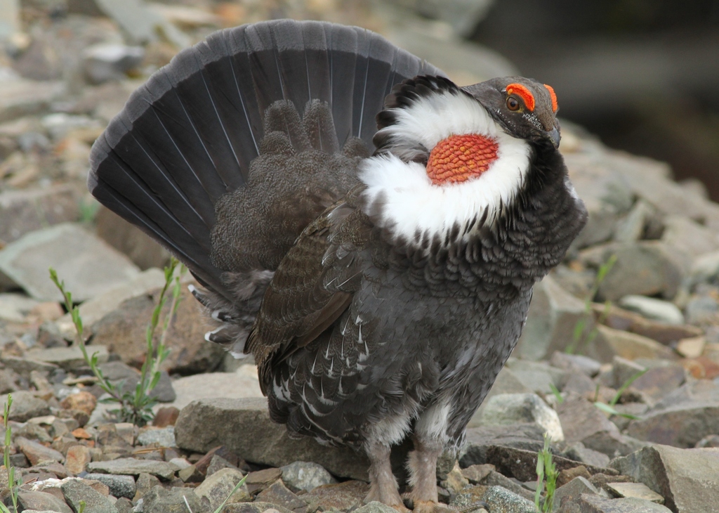 Sooty × Dusky Grouse