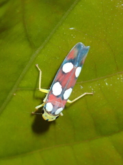 Tettisama quinquemaculata