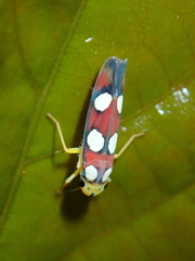 Tettisama quinquemaculata