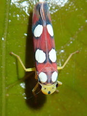Tettisama quinquemaculata