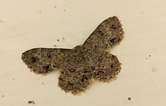 Dischidesia