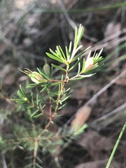 Darwinia biflora