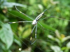 Trichonephila clavata