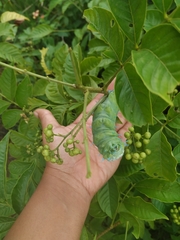 Attacus taprobanis