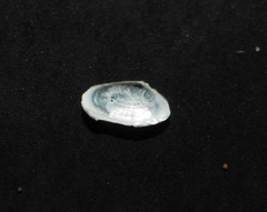 Elliptotellina urinatoria