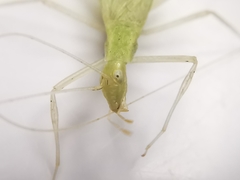 Oecanthus leptogrammus