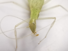 Oecanthus leptogrammus