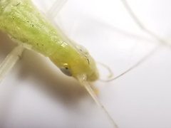 Oecanthus leptogrammus