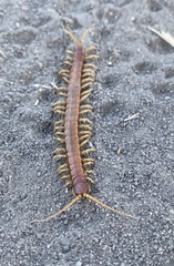 Scolopocryptops gracilis