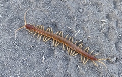 Scolopocryptops gracilis