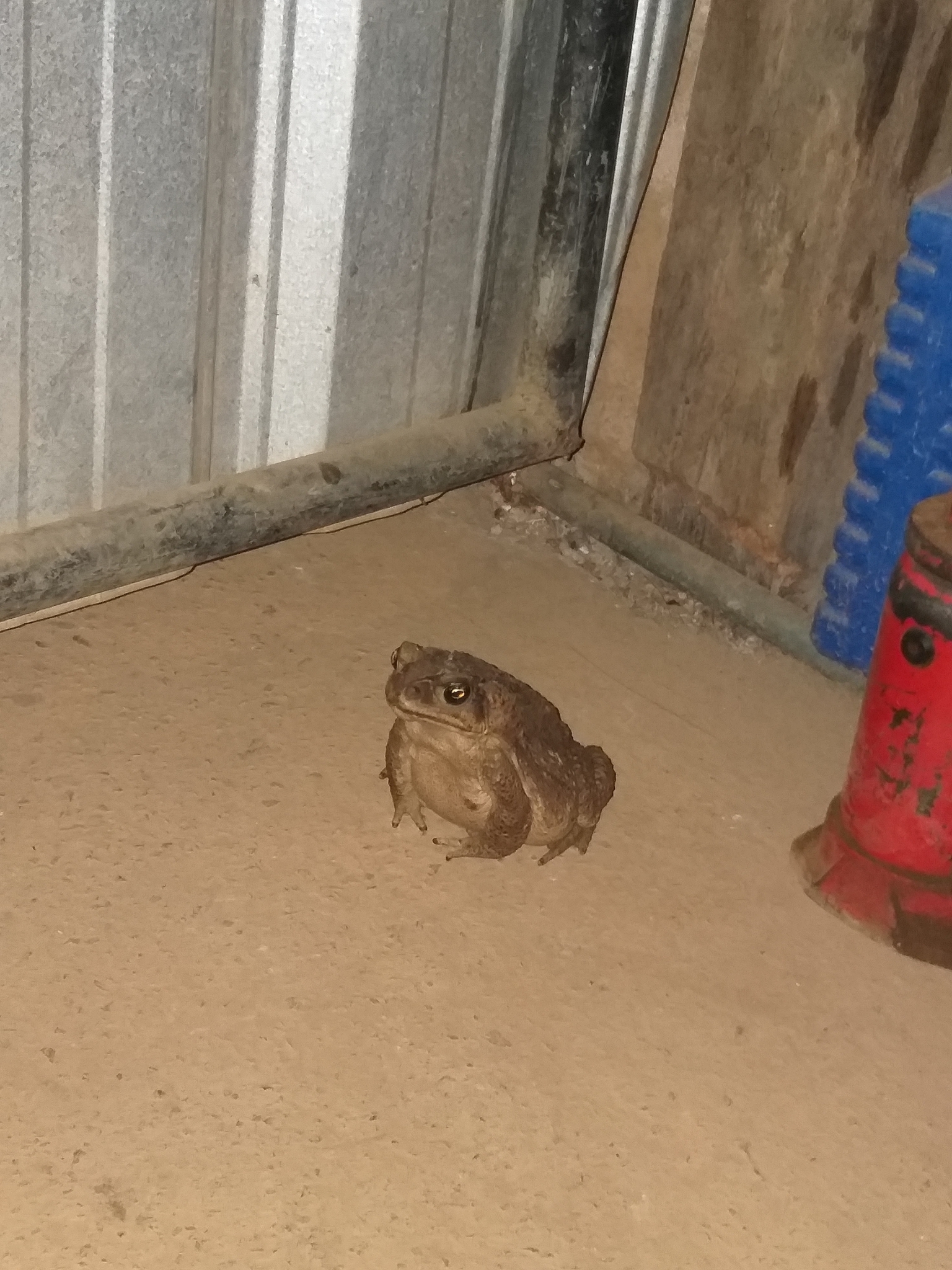 Bufonidae image