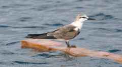 Onychoprion anaethetus