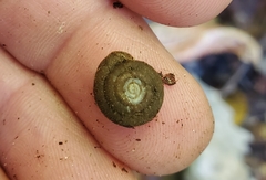 Inflectarius inflectus