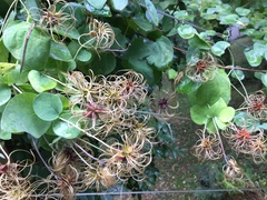 Clematis glaucophylla