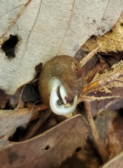 Inflectarius inflectus