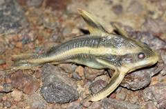 Platydoras