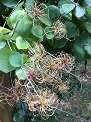 Clematis glaucophylla