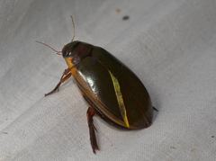 Onychohydrus scutellaris