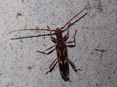 Coptocercus rubripes