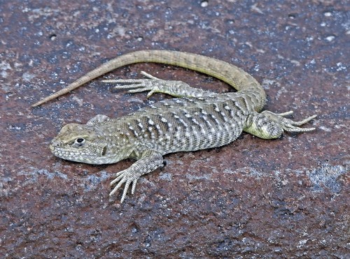 Port Desire Smooth-throated Lizard (Liolaemus kingii) · iNaturalist