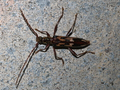 Coptocercus rubripes