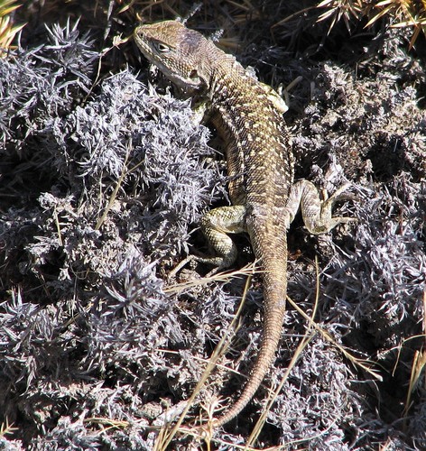 King's Tree Iguana, Liolaemus kingii