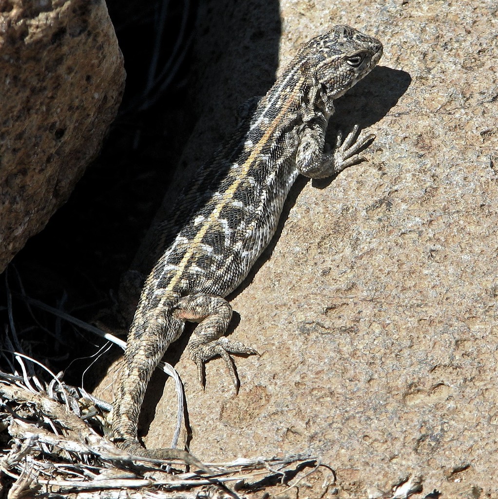 Santa Cruz Smooth-Throated Lizard