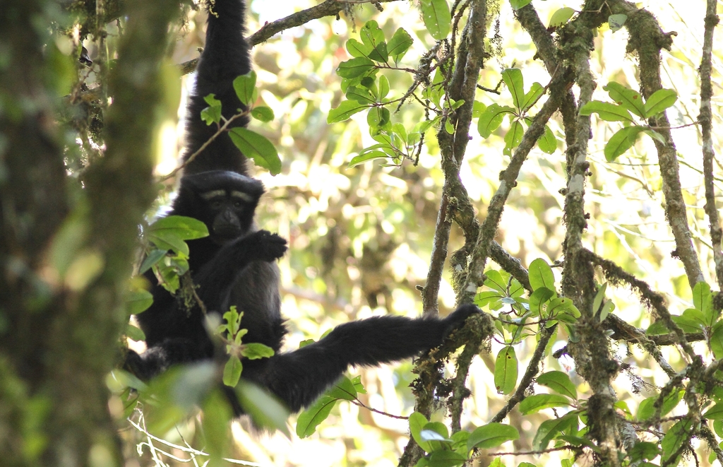 Gaoligong Hoolock Gibbon