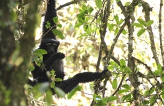 Gaoligong Hoolock Gibbon photo 1