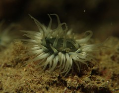 Anthothoe albocincta