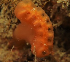 Sycozoa cerebriformis