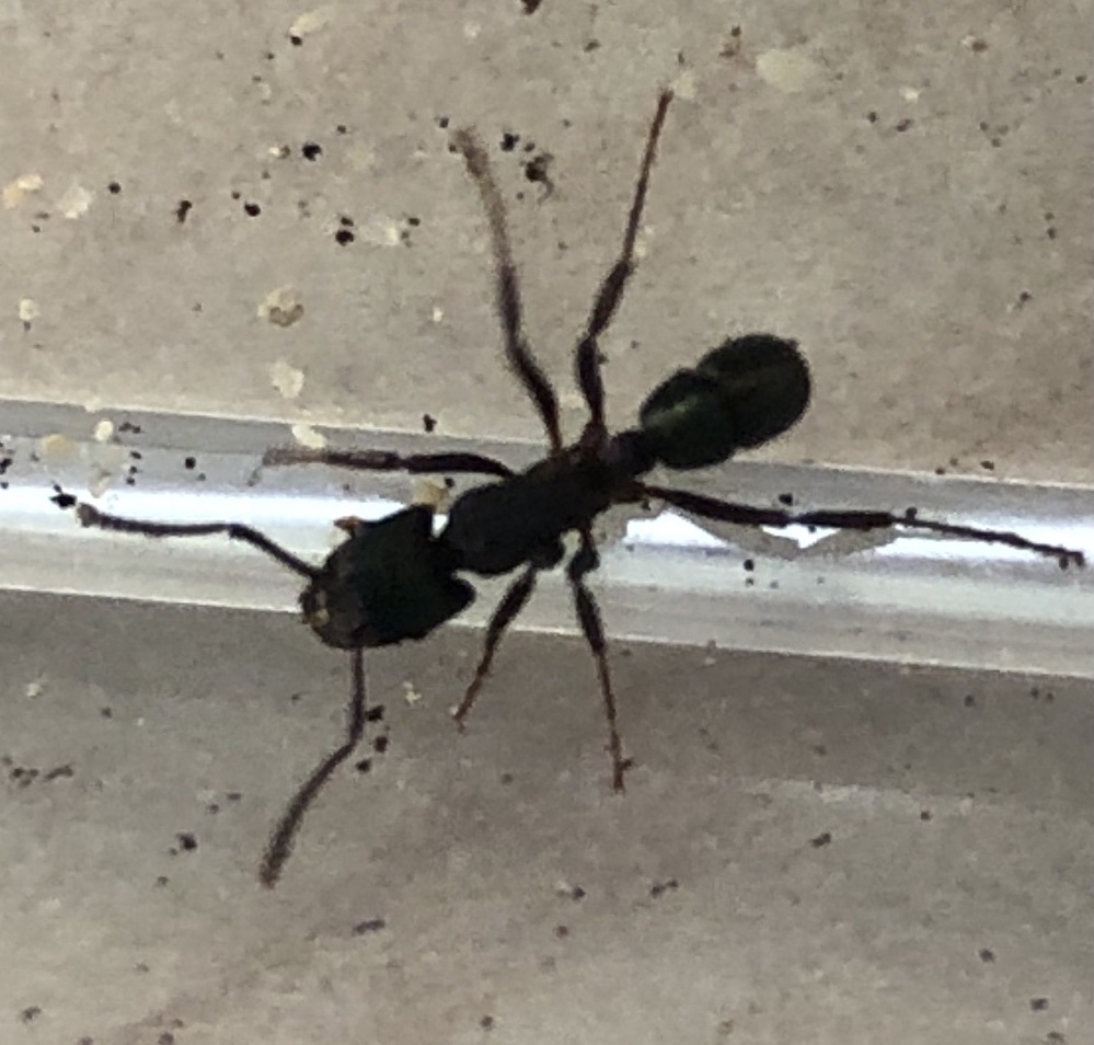 Rhytidoponera metallica