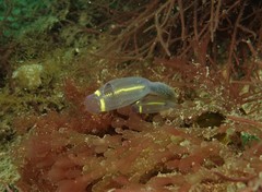 Clavelina meridionalis