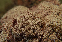 Dendronephthya australis