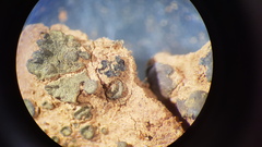 Enchylium coccophorum