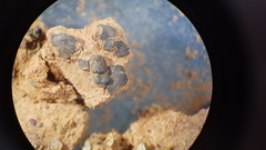 Placidium squamulosum