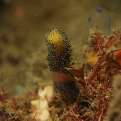 Entoprocta