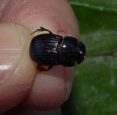 Copris minutus